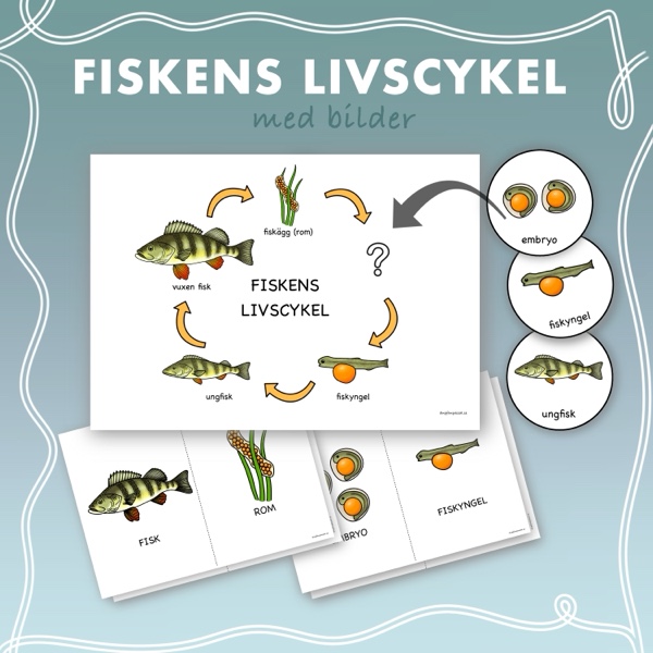Fiskens livscykel med bilder