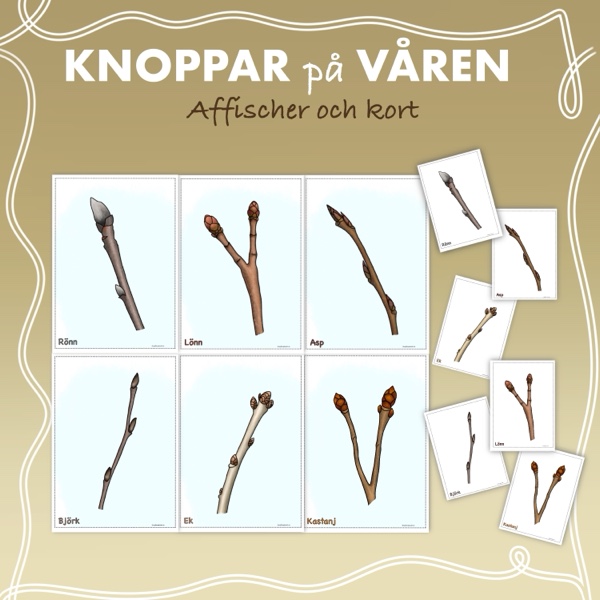 Knoppar – Björk, ask, rönn, lönn, ek, kastanj